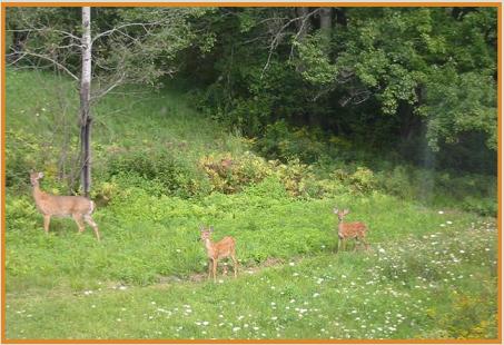 Deer in spring